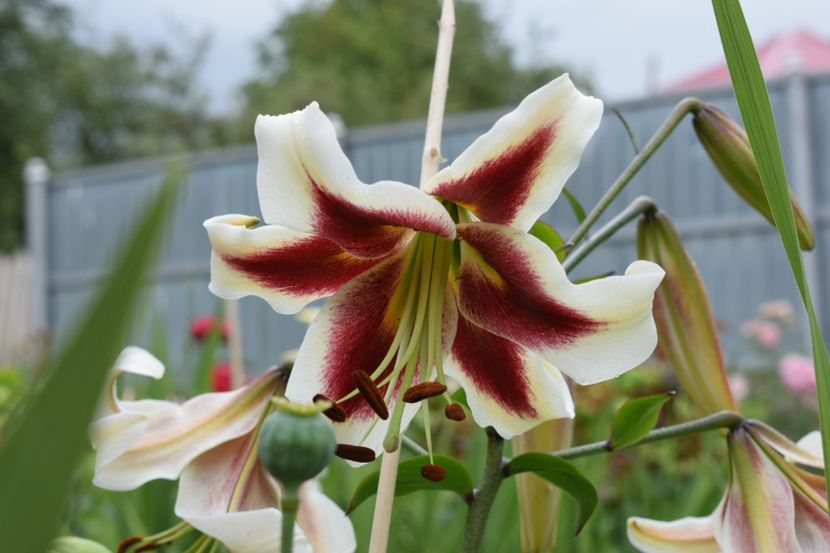  - Crini asiatici si orientali 2018