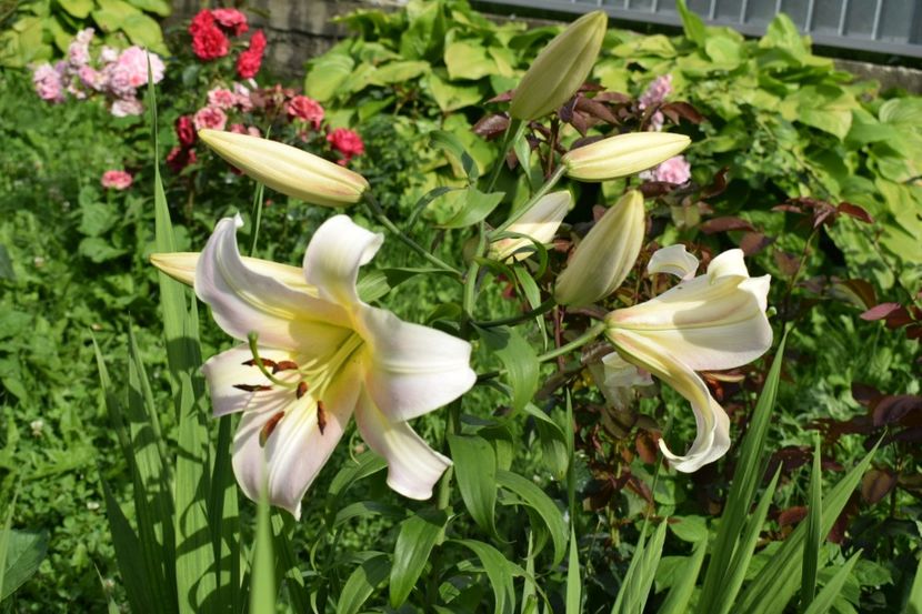 Necunoscut - Crini asiatici si orientali 2018