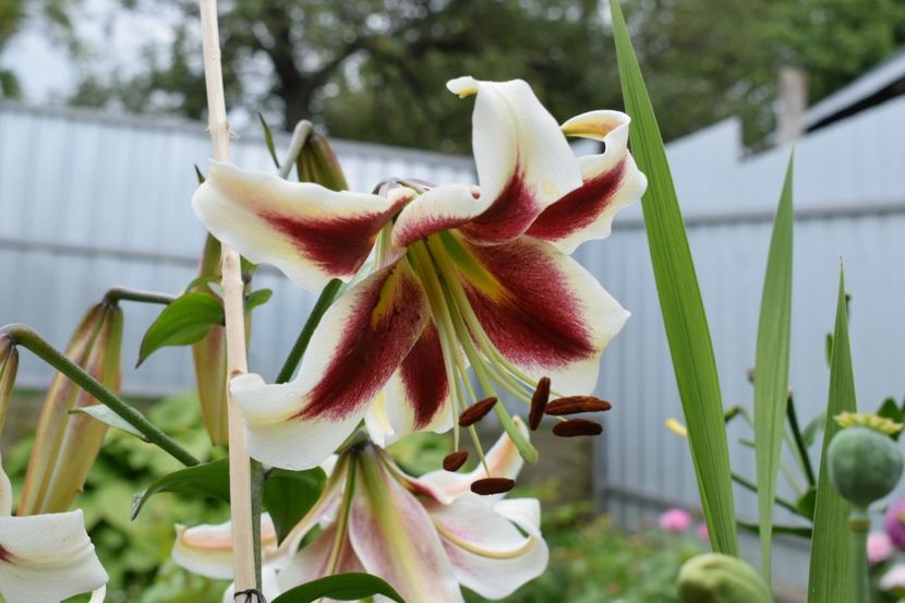 Baverly dreams - Crini asiatici si orientali 2018