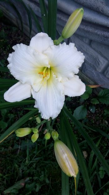 Pretty white - 2018 Hemerocallisi II