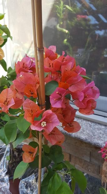  - Bougainvillea