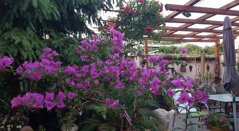  - Bougainvillea