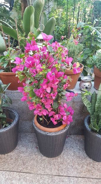  - Bougainvillea