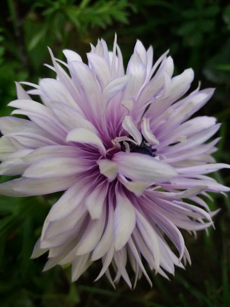  - 0Flori de interior si exterior 2018