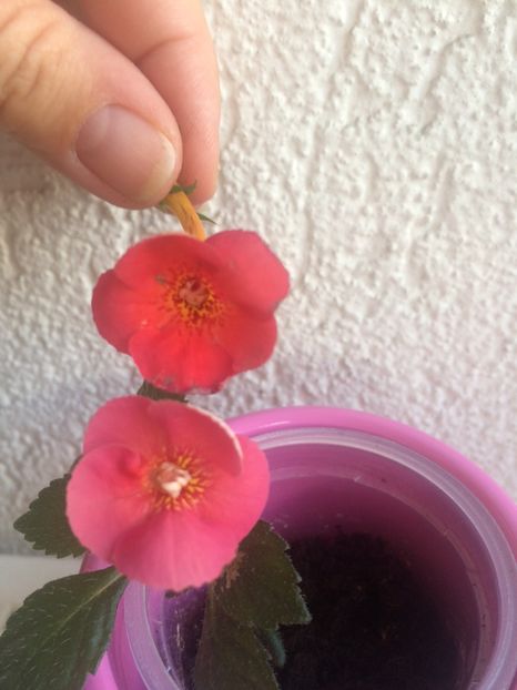 Sus-Nero jos-Dor - Comparații