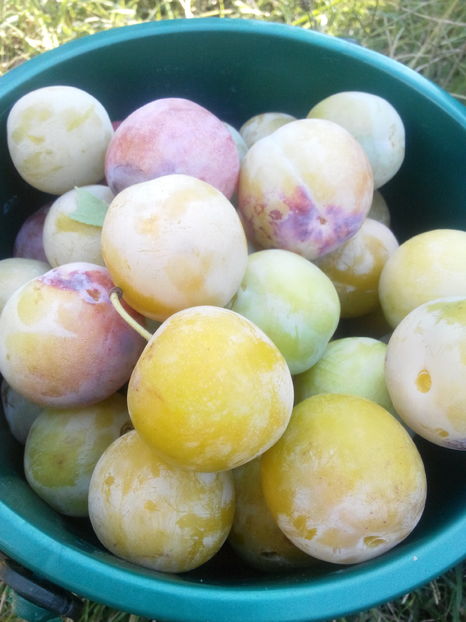 renglot galben si renglot  rosu-verde - O ALTA PASIUNE