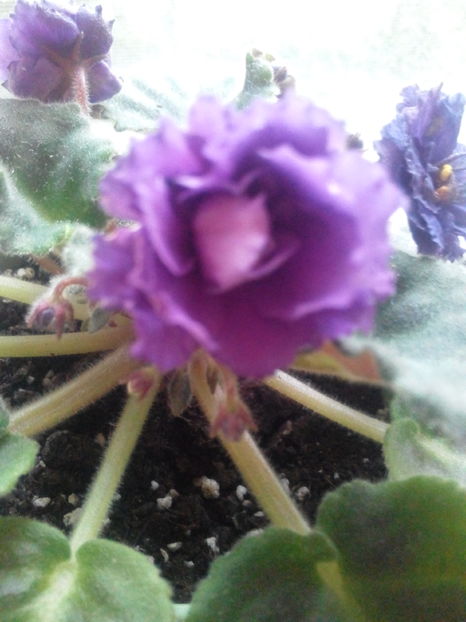  - violete africane