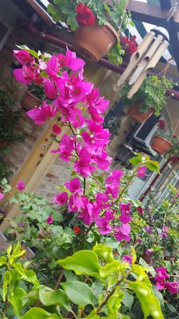  - Bougainvillea