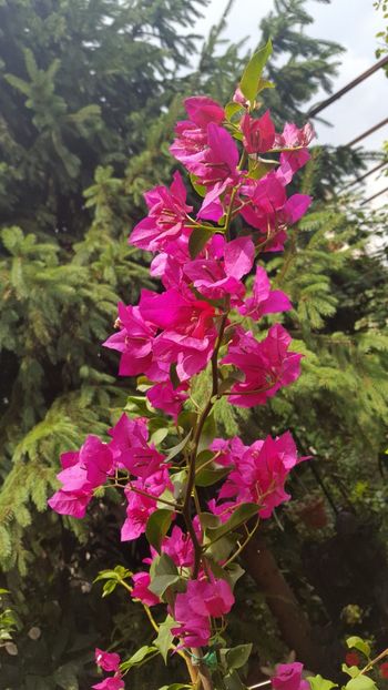  - Bougainvillea