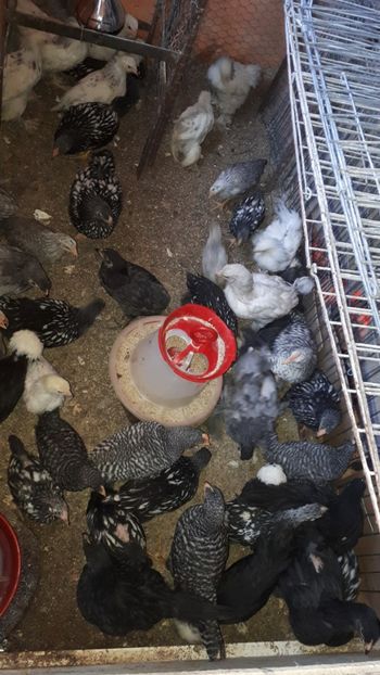  - Pui si tineret 2018