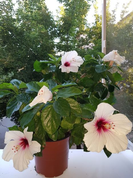  - Hibiscus Butterfly