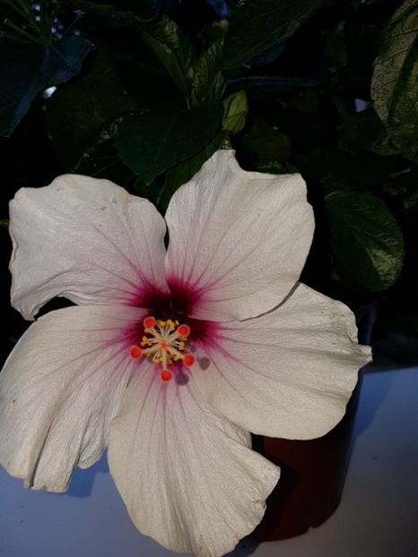  - Hibiscus Butterfly