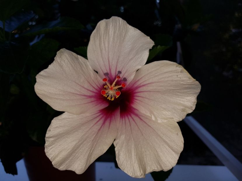  - Hibiscus Butterfly