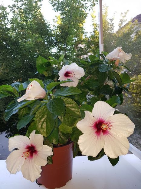  - Hibiscus Butterfly