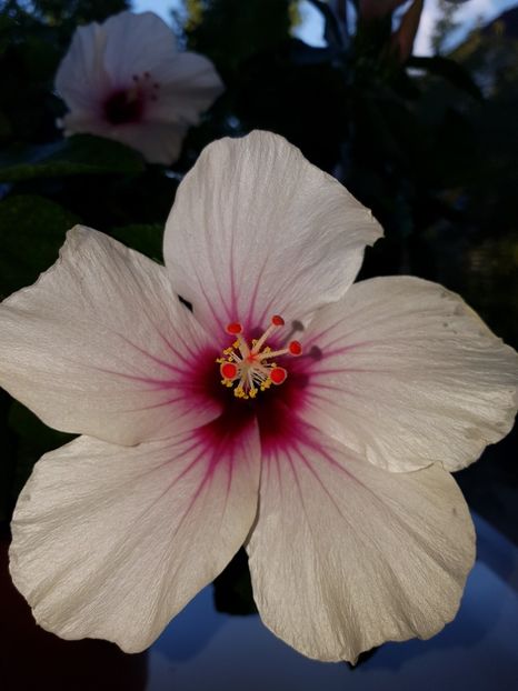  - Hibiscus Butterfly