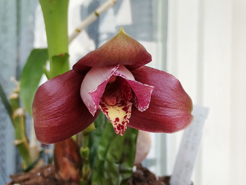 Red Jewel ” White Intents” - Lycaste