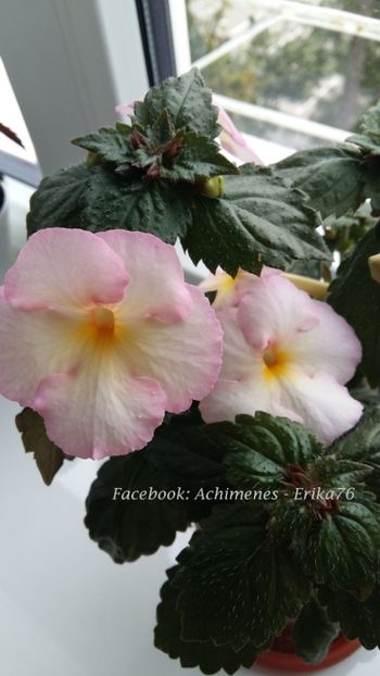 2018 - Veronika Gotmanova