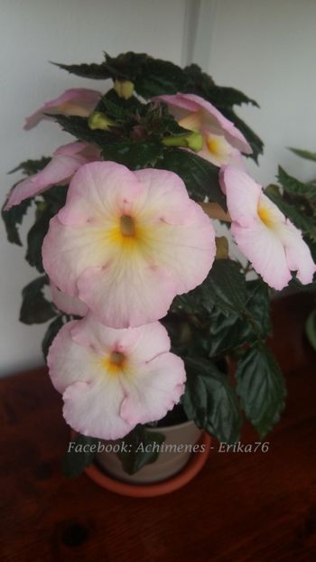 2018 - Veronika Gotmanova