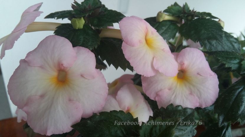  - Veronika Gotmanova