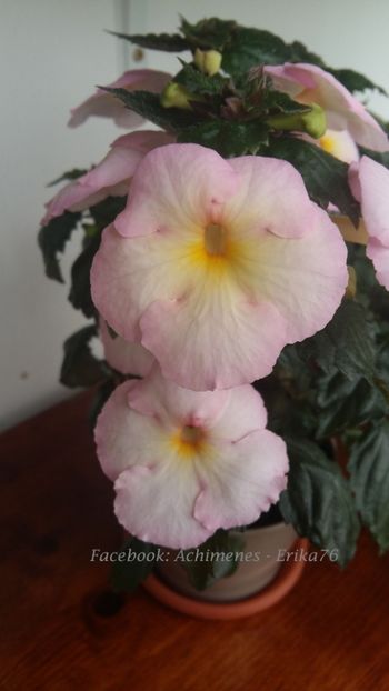  - Veronika Gotmanova