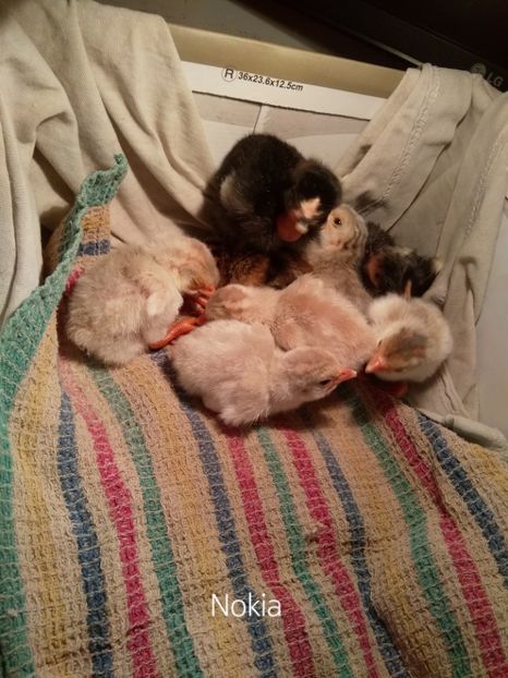  - Bibilicile mele 2018