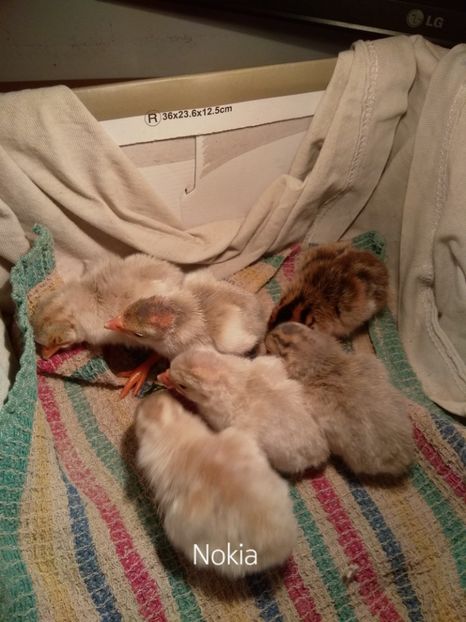  - Bibilicile mele 2018