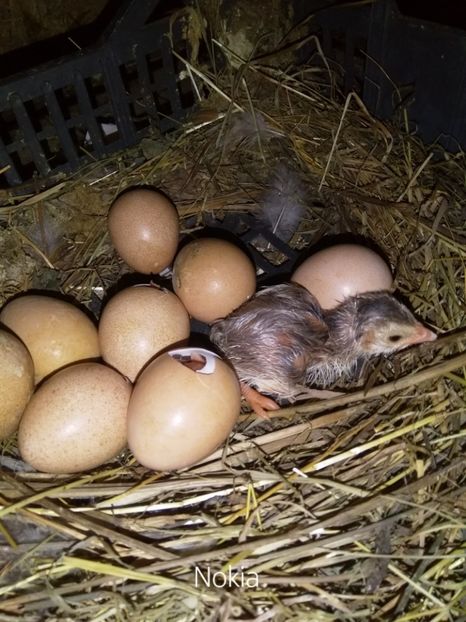  - Bibilicile mele 2018