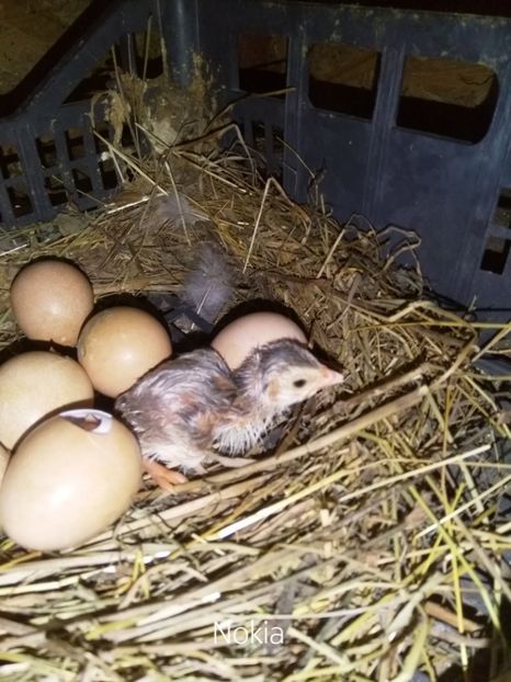  - Bibilicile mele 2018