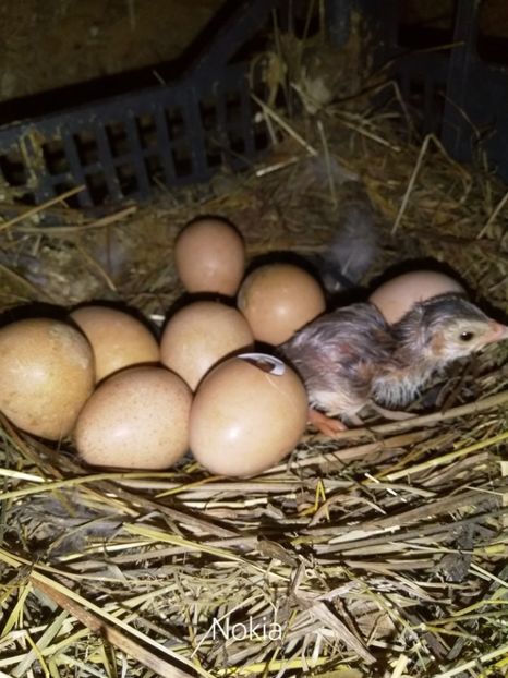  - Bibilicile mele 2018