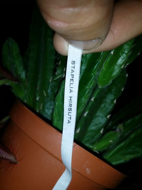  - Plante in ghiveci 2018