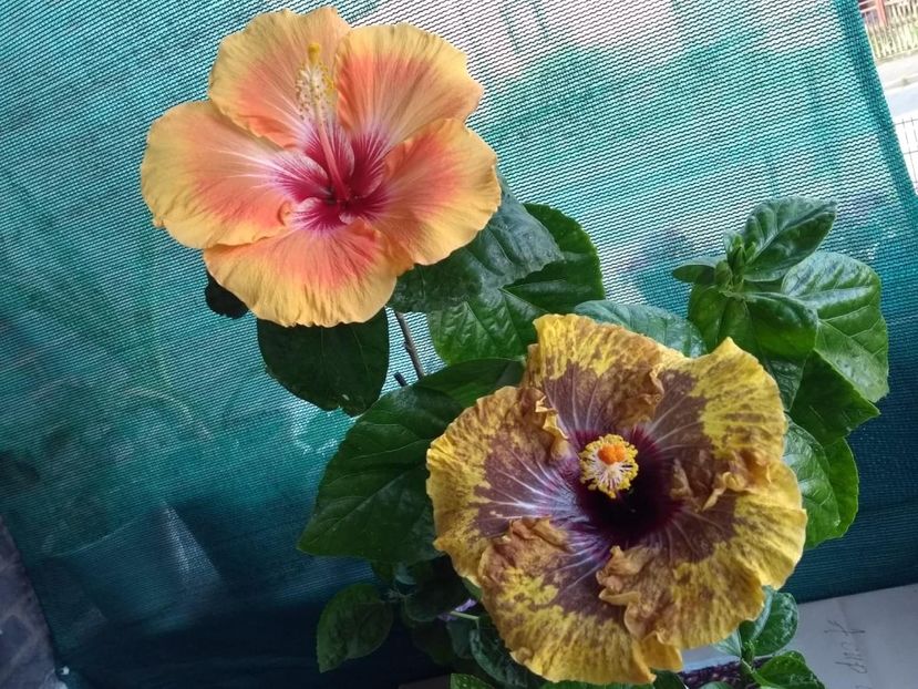  - 04Hibiscus