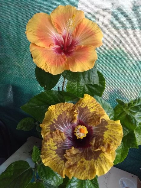  - 04Hibiscus