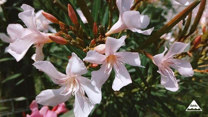 Alsace - Leandri 2018