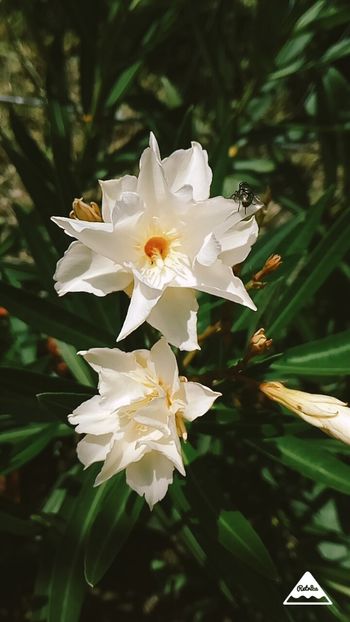 Lutheum plenum - Leandri 2018