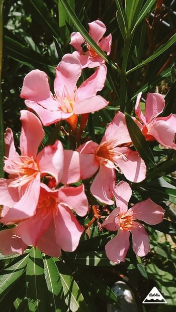 Somon - Leandri 2018