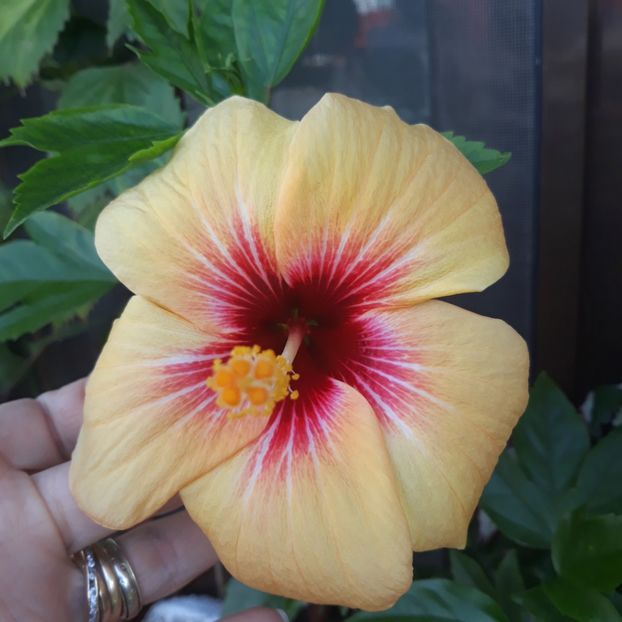  - hibi cuban variety