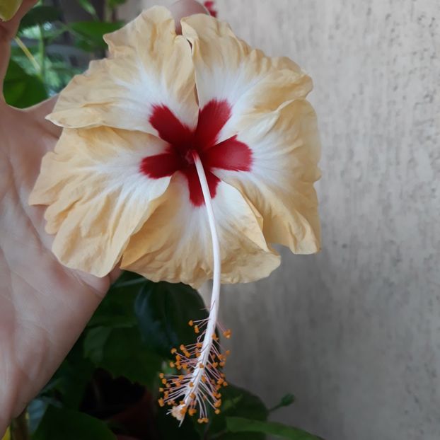  - Hibi Sylvia Goodman