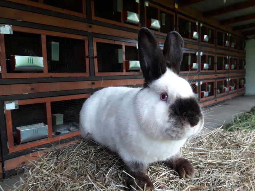  - A-IEPURI CALIFORNIENI