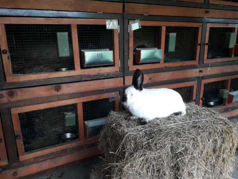  - A-IEPURI CALIFORNIENI