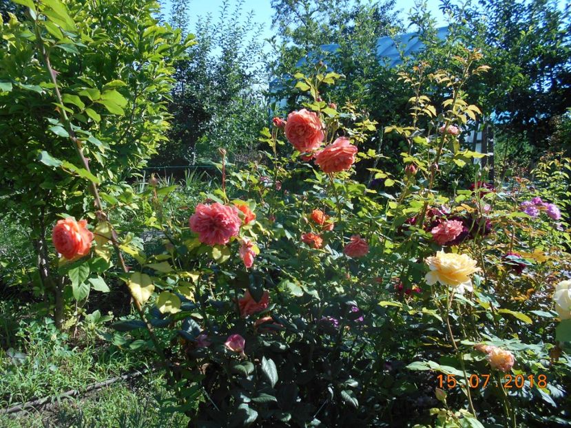 15.07.2018 - Summer Song