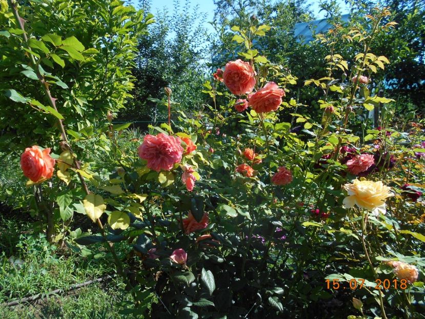  - 3Trandafiri 2018
