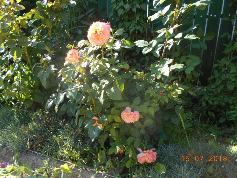  - 3Trandafiri 2018