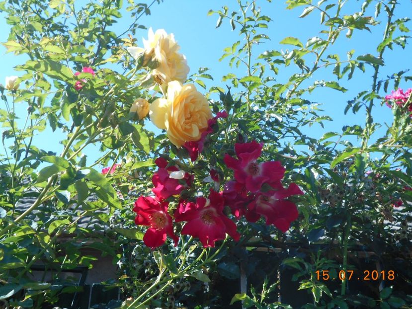  - 3Trandafiri 2018