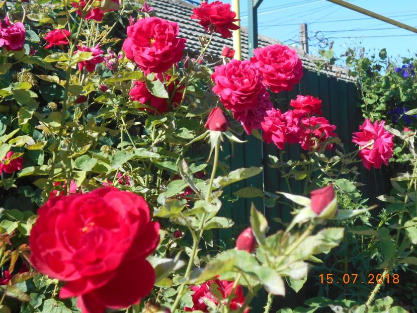  - 3Trandafiri 2018