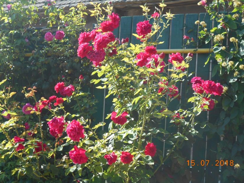  - 3Trandafiri 2018