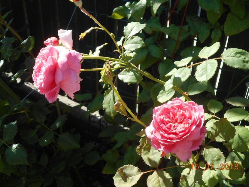  - 3Trandafiri 2018