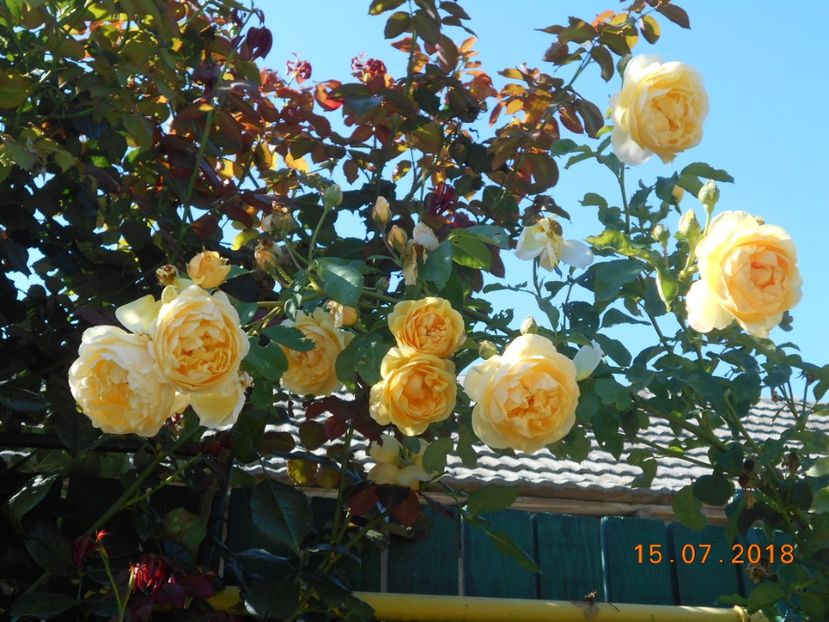  - 3Trandafiri 2018