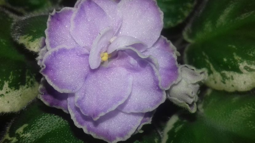 Buckeye Saucy Irish - 1violete inflorite 2018 2019