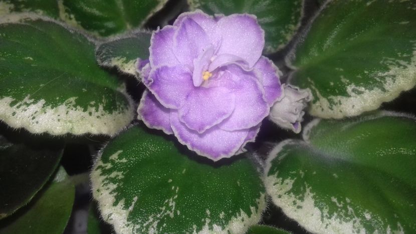 Buckeye Saucy Irish - 1violete inflorite 2018 2019