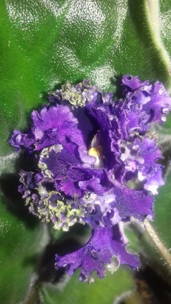 Purple Passion - 1violete inflorite 2018 2019